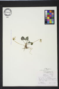 Viola palmata image