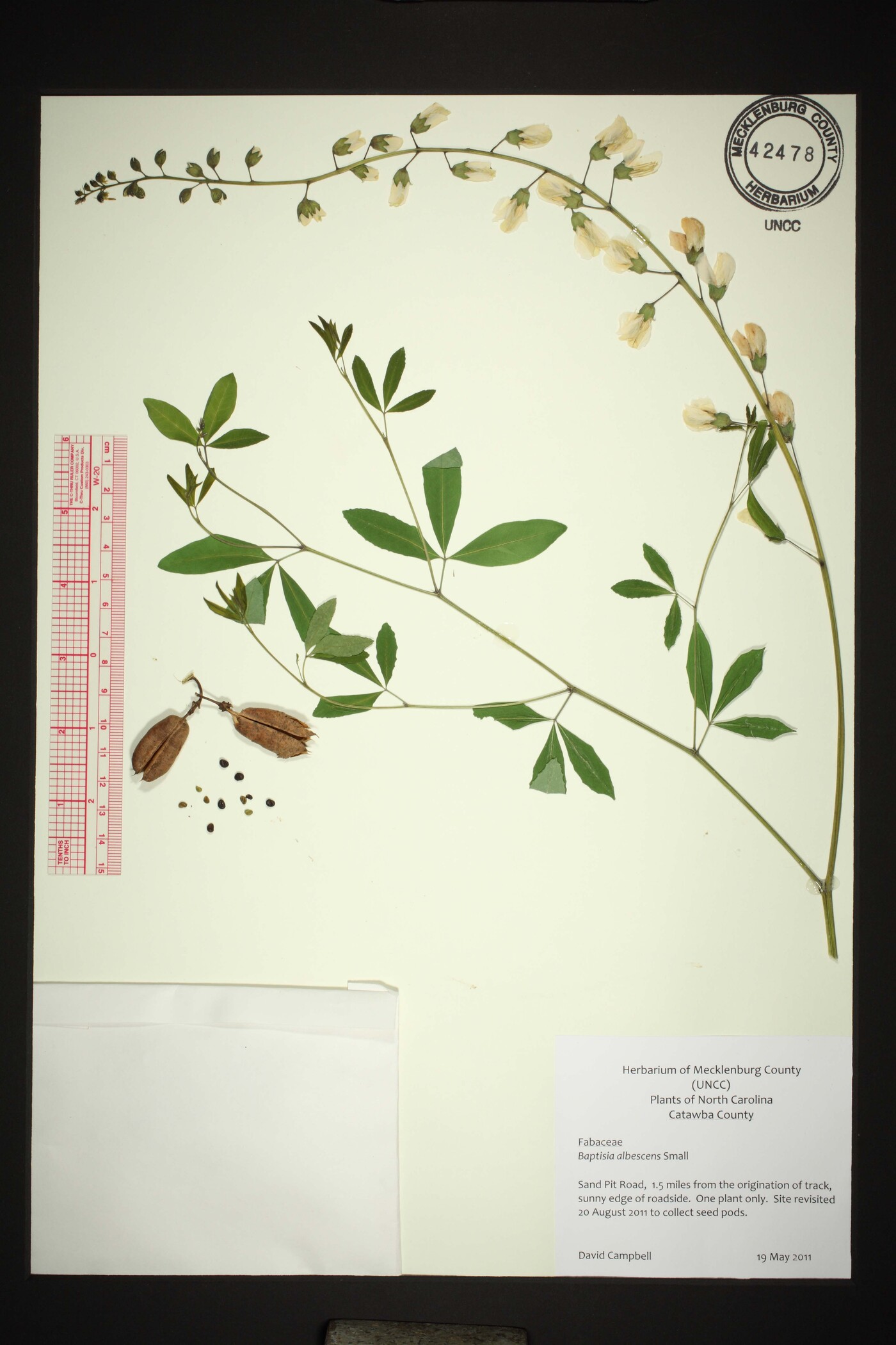 Baptisia albescens image