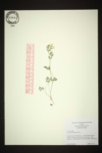 Corydalis flavula image