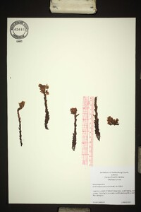 Monotropsis odorata image