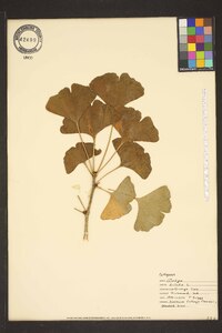 Ginkgo biloba image