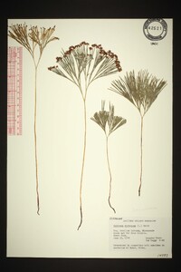 Schizaea dichotoma image