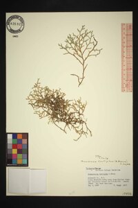 Selaginella tortipila image