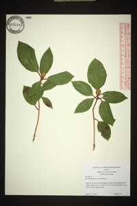 Rhododendron minus image