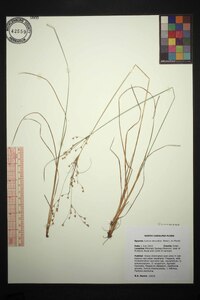 Juncus secundus image