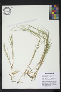 Dichanthelium aciculare subsp. neuranthum image