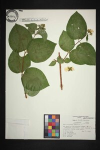 Philadelphus inodorus image