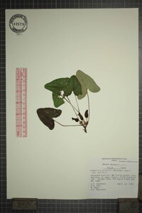 Hexastylis arifolia image