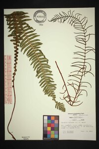 Blechnum spicant image