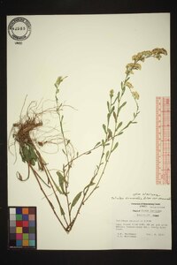 Solidago nemoralis var. nemoralis image