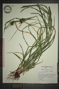 Carex grayi image