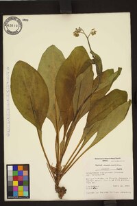 Andersonglossum virginianum image