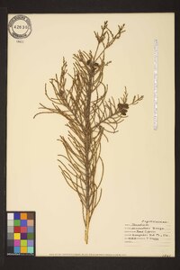 Taxodium ascendens image