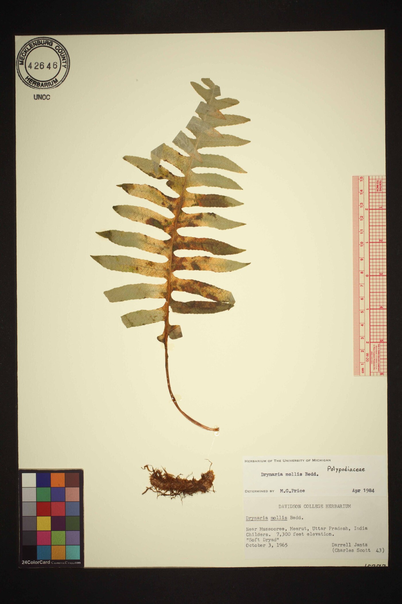 Aglaomorpha mollis image