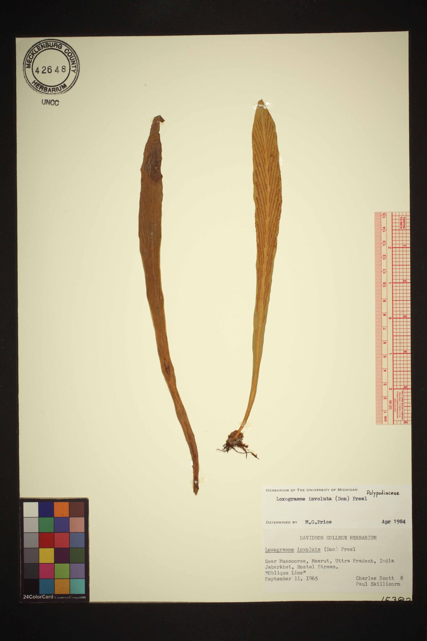 Loxogramme involuta image