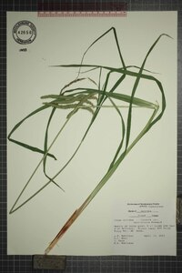 Carex crinita var. brevicrinis image