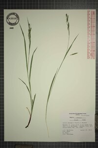 Carex oxylepis image