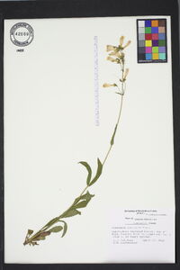 Penstemon australis image