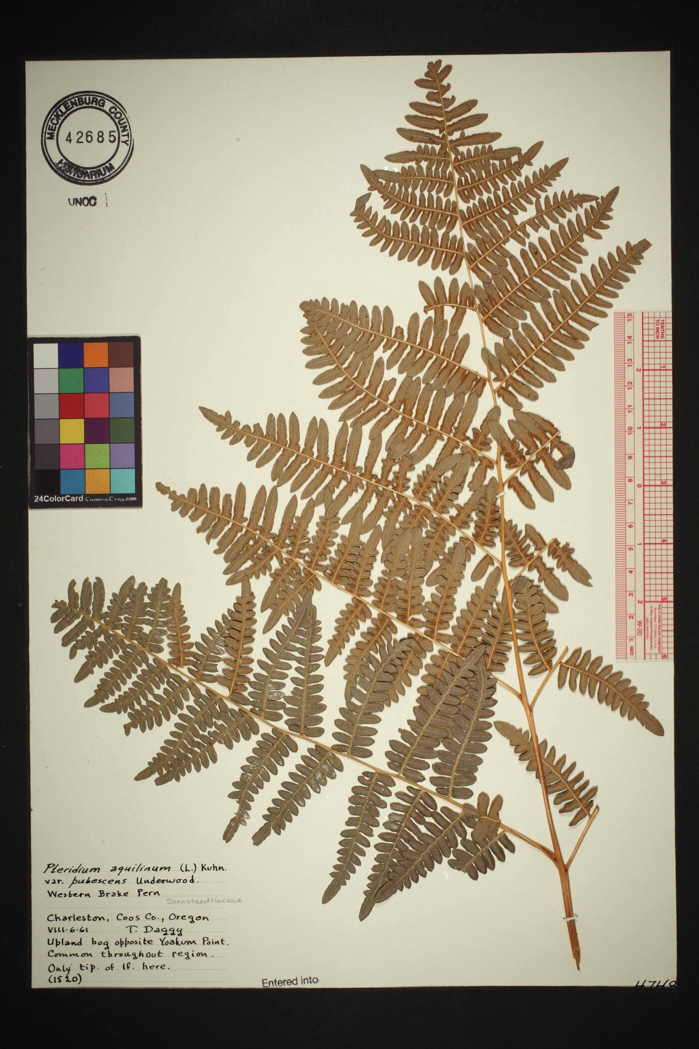 Pteridium aquilinum subsp. pubescens image