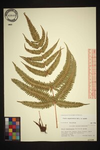 Pteris aspericaulis image