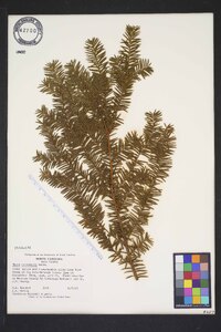 Taxus canadensis image