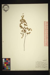 Adiantum capillus-veneris image