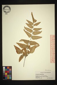 Adiantum trapeziforme image