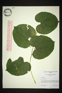 Smilax herbacea image