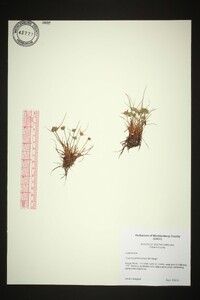 Cyperus granitophilus image