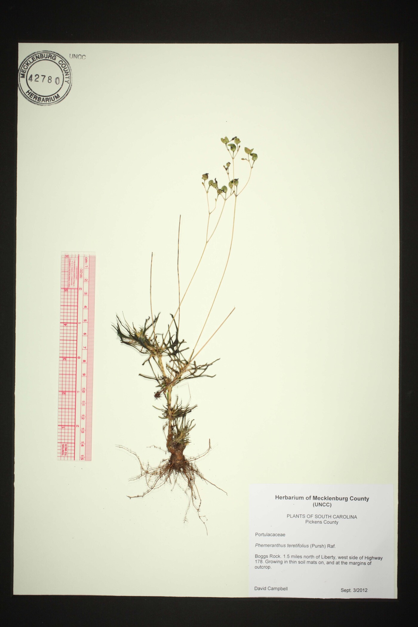 Phemeranthus teretifolius image