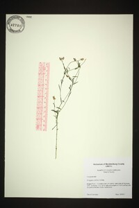 Polygala curtissii image