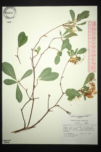 Rhododendron arborescens image