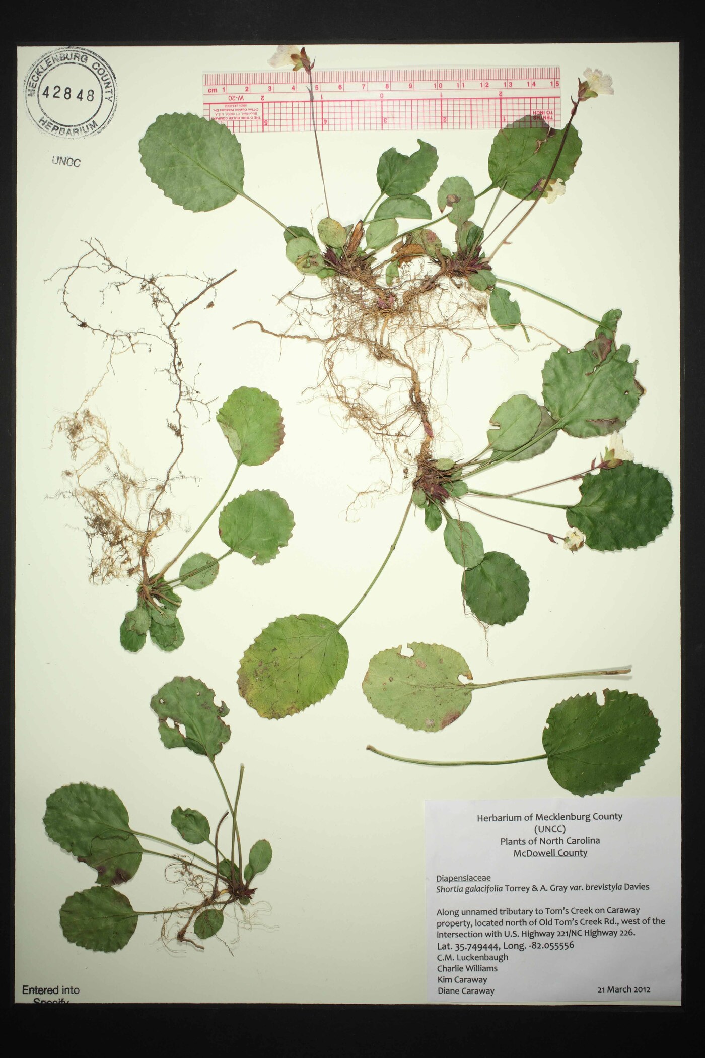 Shortia brevistyla image