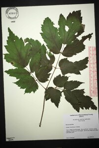 Actaea racemosa image