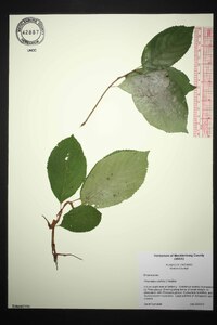 Endotropis alnifolia image