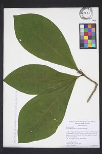 Magnolia tripetala image