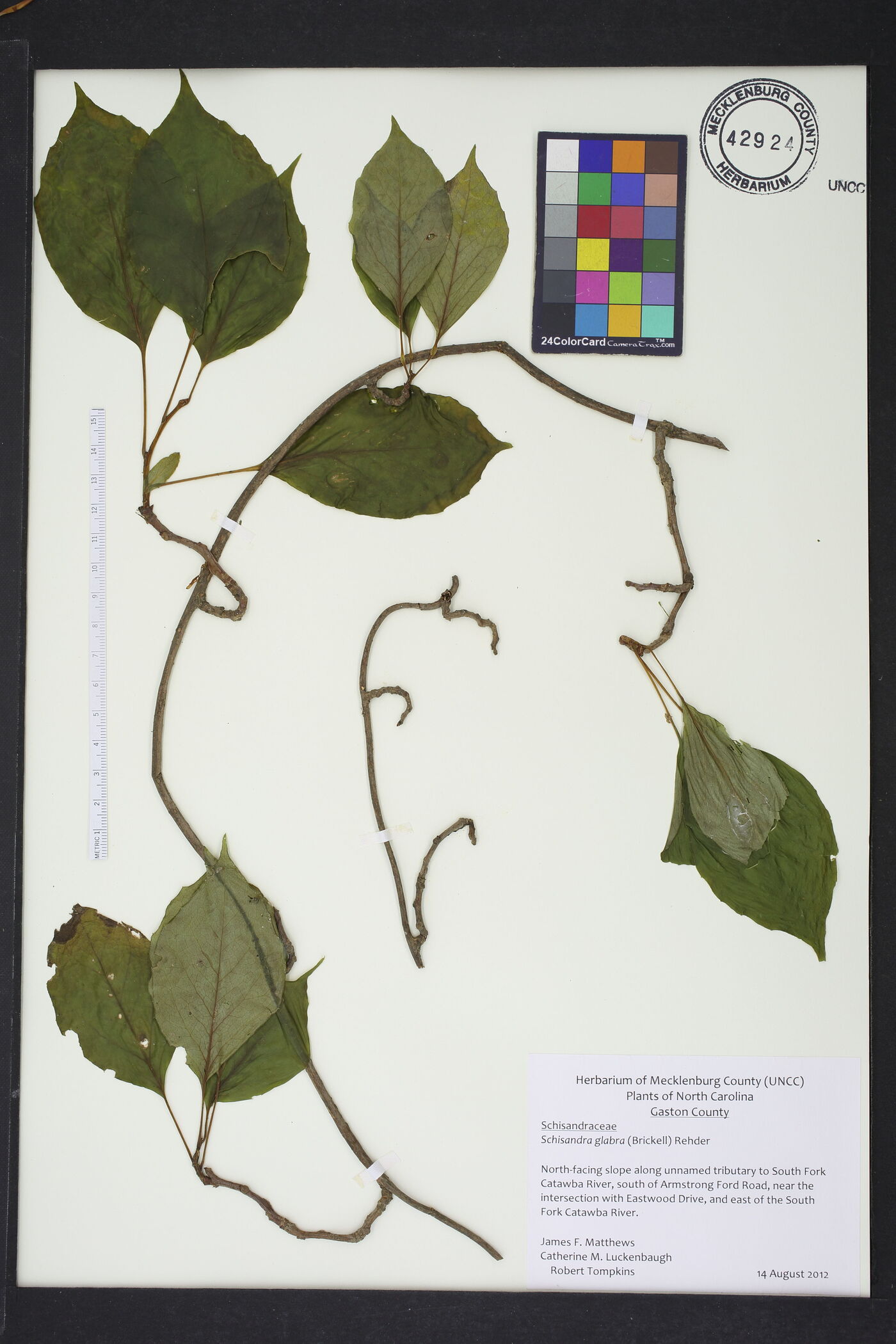 Schisandra glabra image