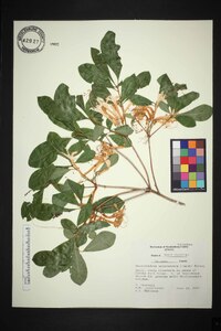 Rhododendron arborescens image