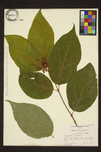 Calycanthus floridus image