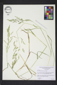 Poa trivialis subsp. trivialis image