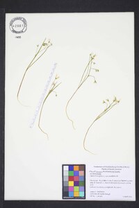 Claytonia virginica var. virginica image