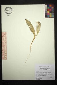 Erythronium americanum subsp. americanum image