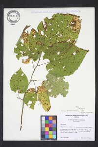 Tilia americana var. americana image