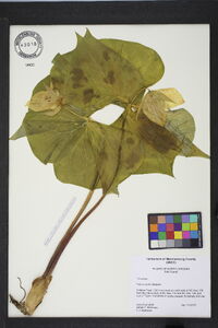 Trillium simile image