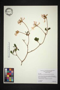 Rhododendron periclymenoides image