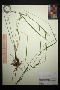 Carex oxylepis image