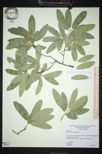 Quercus incana image