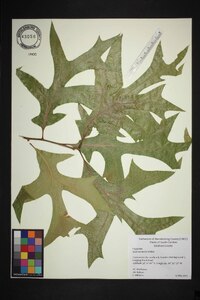 Quercus laevis image