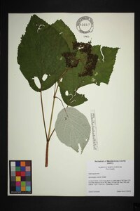 Hydrangea radiata image