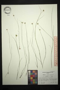 Juncus brachycarpus image